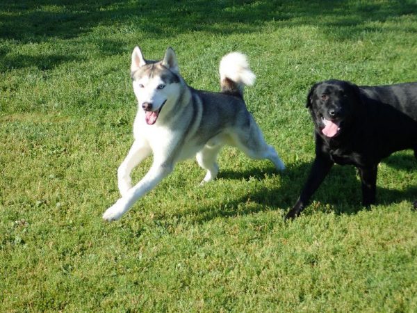Alexa's dogs