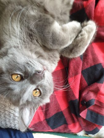 Frankie the cat